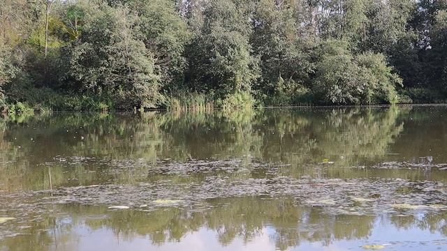 Что нужно делать чтобы поймать крупного карпа в июне июле? смотреть онлайн