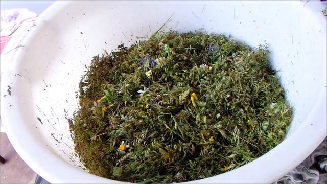 БОЛЬШАЯ ЗАГОТОВКА ЗЕЛЕНИ ДЛЯ ПОПУГАЯ НА ЗИМУ. Трава для попугая. смотреть онлайн