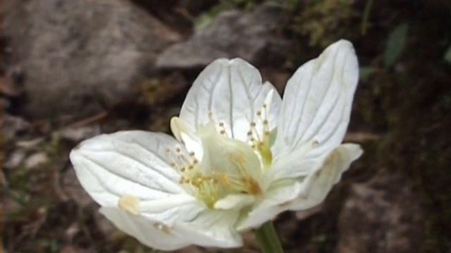 Parnassia @ Fiori e piante della montagna bellunese 14.08.2013 смотреть онлайн