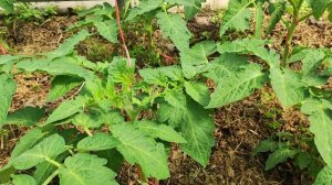 Томат Жиголо ,как правильно пасынковать и формировать для богатого урожая!