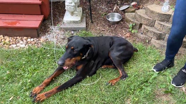 A Doberman Pinscher Tests A Rottweiler For Dominance