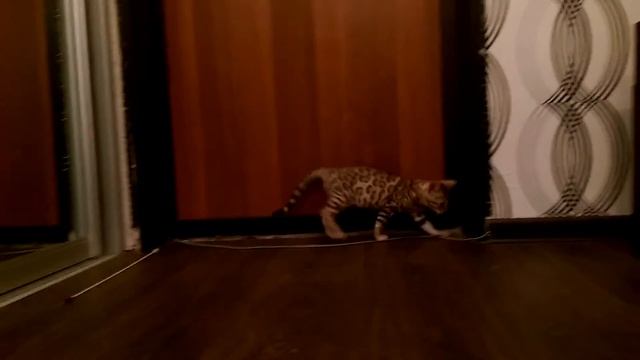 Бенгальский котенок.. Питомник бенгальских кошек "Leorose" смотреть онлайн