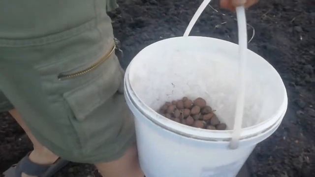 Посадка супер элиты Спиридон. Миниклубни. смотреть онлайн