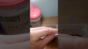 Посев семян Родохитона Китайские фонарики.