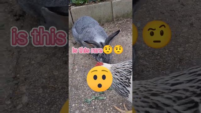 Y is Fran eating bugs 😩🐛 смотреть онлайн