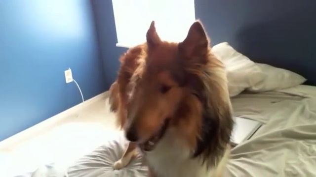 Crazy Rough Collie смотреть онлайн