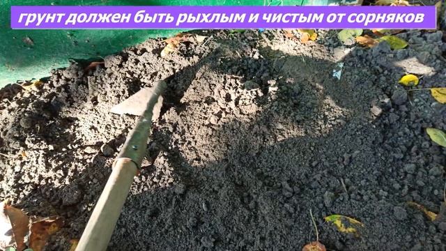 Черенкование растений. Самый простой способ размножения туи, самшита, барбариса, лаванды смотреть онлайн