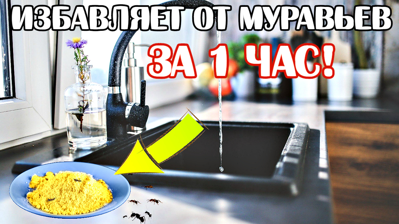 7 способов как навсегда выгнать муравьев из вашего дома и кухни. Как бороться с домашними муравьями? смотреть онлайн