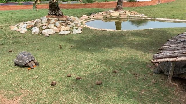 Долина Черепах, Паттайя. смотреть онлайн