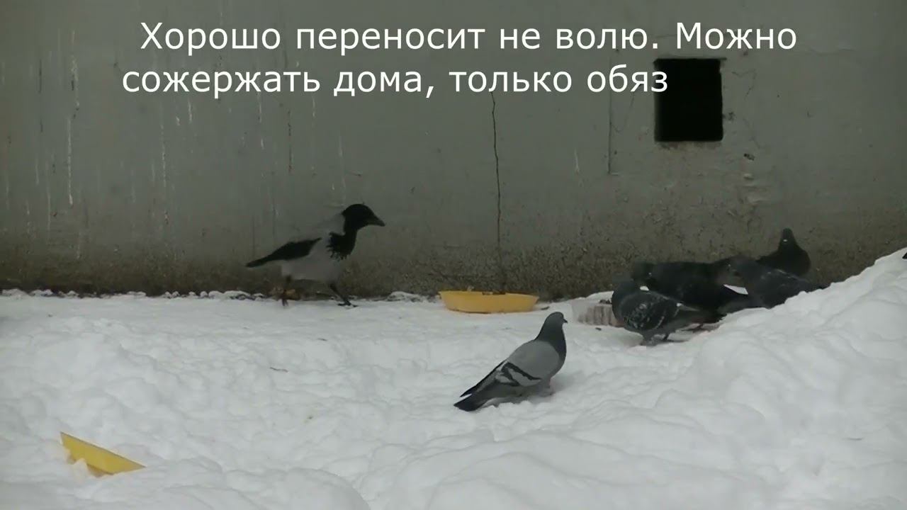 Зимние птицы. Серые вороны. 21 01 2024 смотреть онлайн