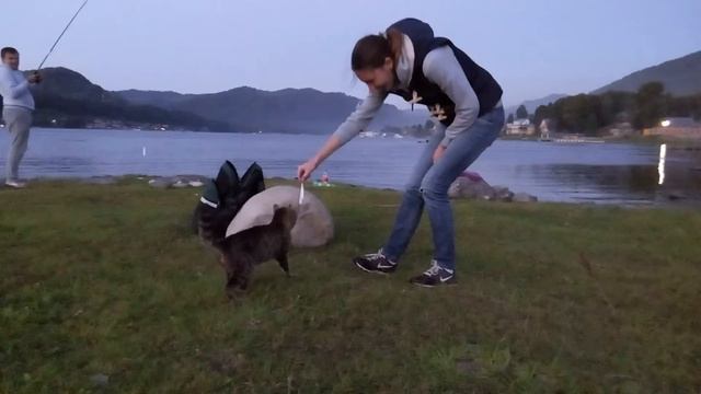Алтайский кот-Манул смотреть онлайн