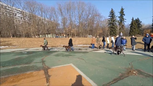 Ринг кобелей, младшая группа смотреть онлайн