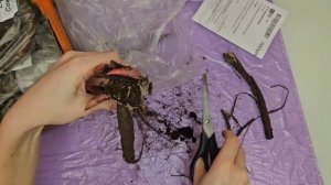 🌸 Какие пионы отправил "Пулков сад". Распаковка. Весна 2024 г. 🌸