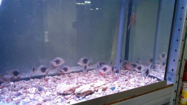 Пиранья стая. Относительно мирные. Стая, особи 9-10 см смотреть онлайн