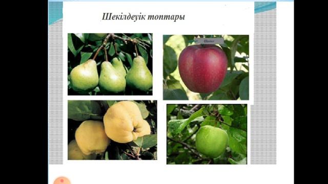 Абдукаримов А.М. Қолданбалы биология. Лекция №12