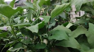 Фасоль - Вигна. Удивительно урожайная, вкусная, неприхотливая.