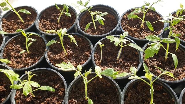 Как растут помидоры в комнатных условиях смотреть онлайн