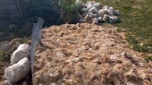 Применение отработанных блоков грибов вешенка