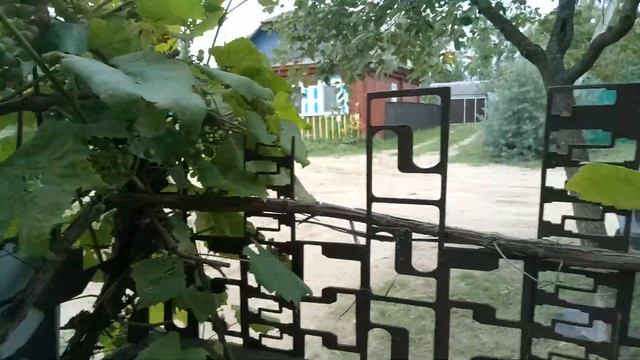 Еще август,  а виноград уже созрел