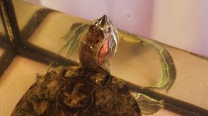 Что нужно купить для содержания красноухой черепахи в домашних условиях? Красноухая черепаха