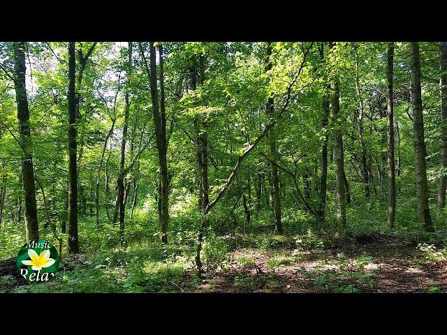 Relaxing Forest Sounds And Birdsong For A Long Sleep - 8 Hours