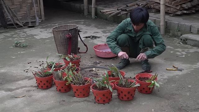Gardening: Growing Flowers and Vegetables, Chicken Care| Daily work on the farm || EP.37 смотреть онлайн