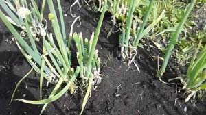 ЛУК БАТУН! ЗАЩИЩАЕМ ОТ БОЛЕЗНЕЙ!