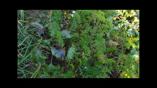 Свекла. Как садить свеклу. смотреть онлайн