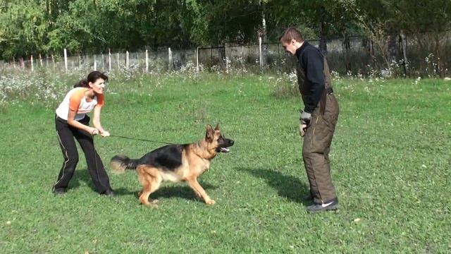 Ацель Хоф Эль-Торо смотреть онлайн