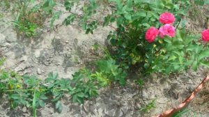 Роза Александр Маккензи. Канадка. Обзор.