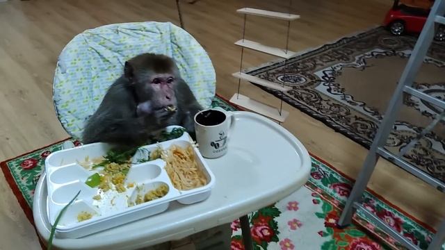 Обезьянки, макаки резус Гоша и Маруся живем и наслаждаемся