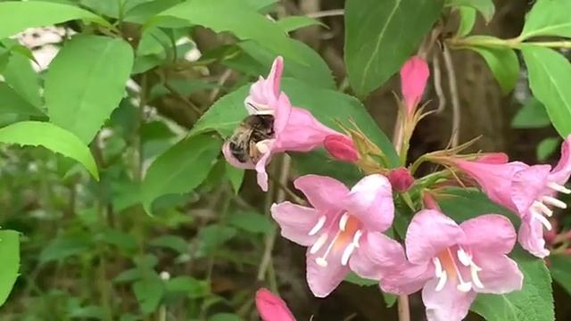 Вейгела квітуча рожева (Weigela florida) смотреть онлайн