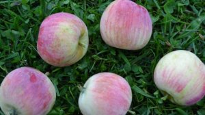 Абориген - сорт яблони