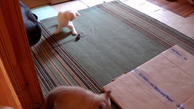 Тайский котёнок учится охотиться! Кошке смех, мышонку горе. смотреть онлайн