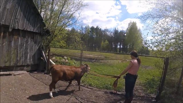 Деревенские будни. Вывод телят на пастибище.// Жизнь в деревне. смотреть онлайн