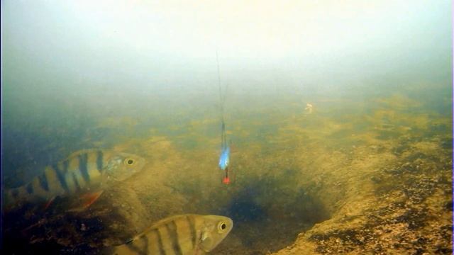 Зимняя рыбалка 2020, подводная камера Язь-52, подводная съемка на сокурских прудах Саратова смотреть онлайн