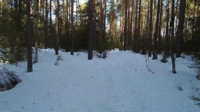 Прогулка по лесу солнечным деньком смотреть онлайн