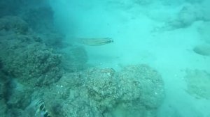 Осьминог выпускает чернила перед опасностью