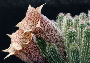 Ластовневые (Asclepiadaceae) РЕЛАКС АРТ-ТЕРАПИЯ ИМПРОВИЗАЦИЯ композитор Виктор Анохин #piano #цветы