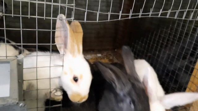 Вес крольчат в 2 и 2,5 месяца, результат шокирует смотреть онлайн