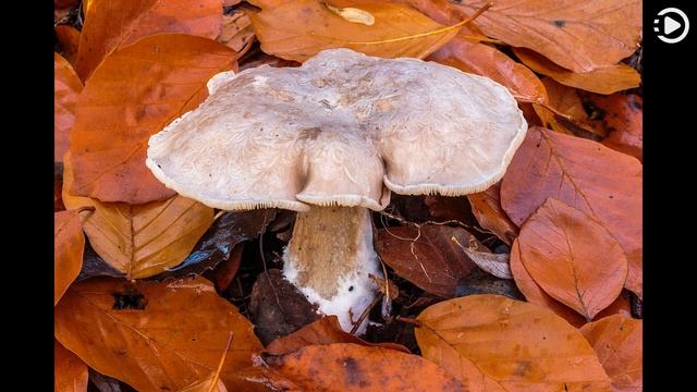 Wikipedia Picture of the Day: 2021-05-30 - Clitocybe nebularis (Narrated by Emma) смотреть онлайн