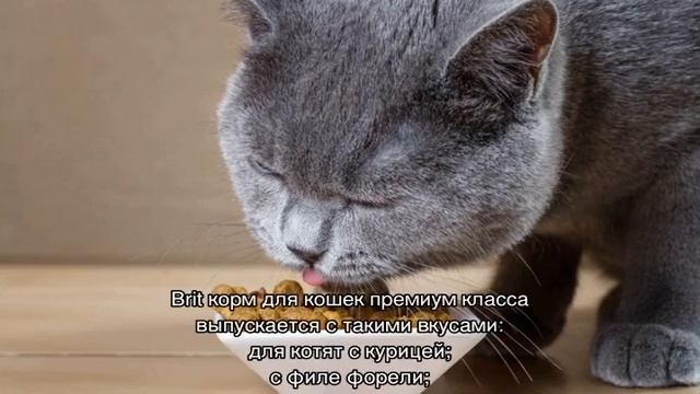 Брит: корм для кошек и котят, сухой и влажный смотреть онлайн