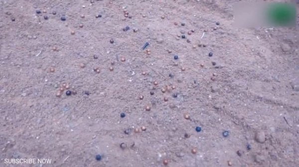 How to grow SANDALWOOD TREE from Seed at Home | How to Germinate  Sandalwood seed at Home