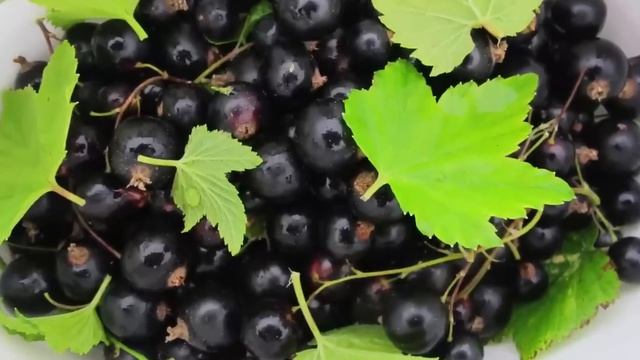 89% не знают, Что ТВОРИТ Смородина. Даже 5 ложек вызывают....... смотреть онлайн