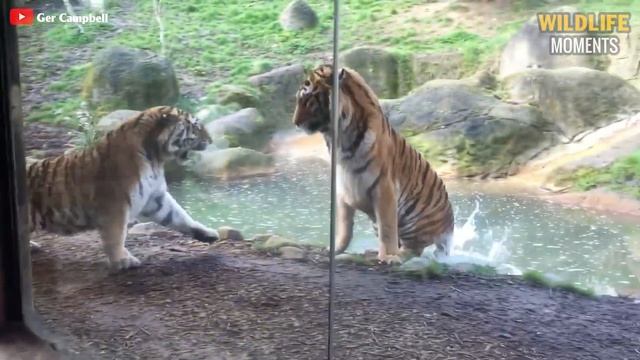 45 Horror Moments Tiger Hunting Gives You Chills - Wildlife Moments смотреть онлайн