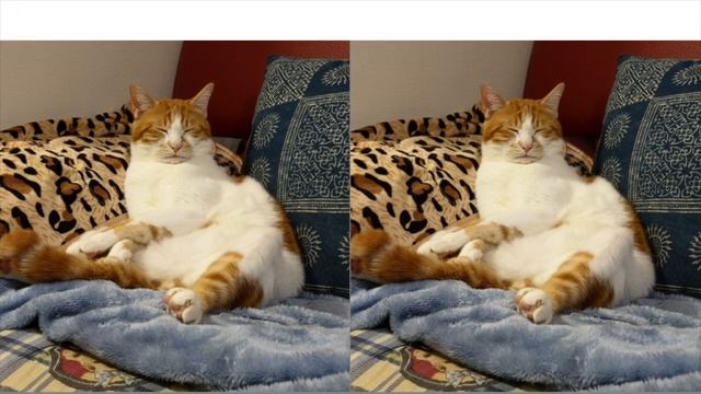 Bet You Can't Find The Difference | Little Cat Game | 可愛貓咪小遊戲 | 找不同! смотреть онлайн