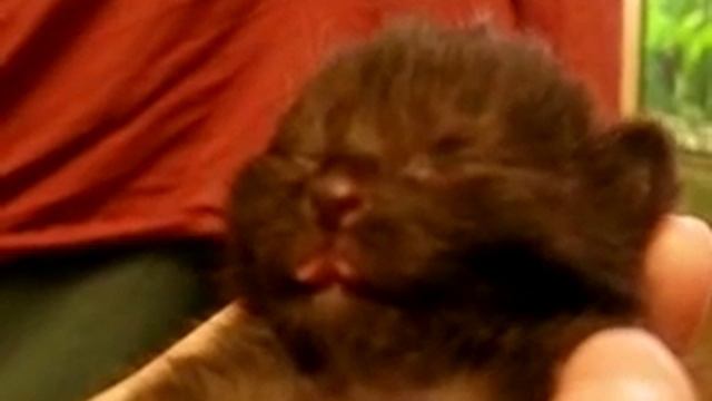 котенок спит на ладони и дрыгается смотреть онлайн