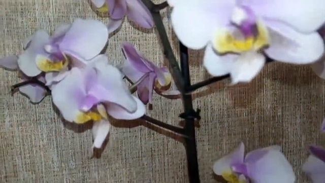 Фаленопсис Филадельфия. Phalaenopsis Philadelphia