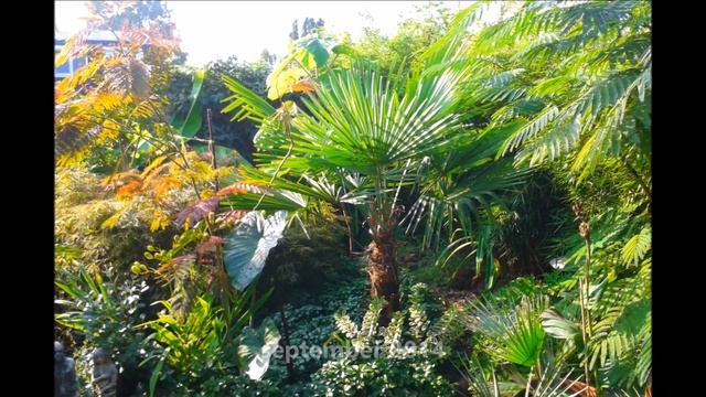 Trachycarpus fortunei rate of growth смотреть онлайн