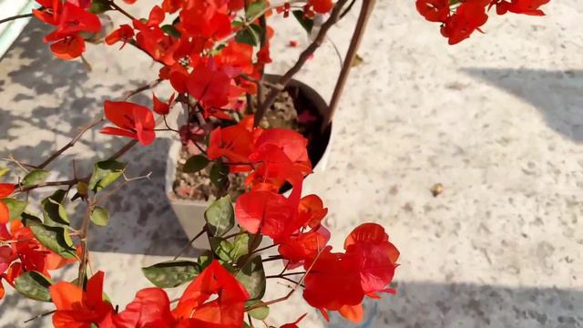Update!!! Orange King Bougainvillea #bougainvillea #flowers #bougainvilleabonsai #orange #gardening